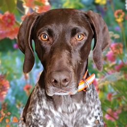 Sage - German Shorthaired Pointer