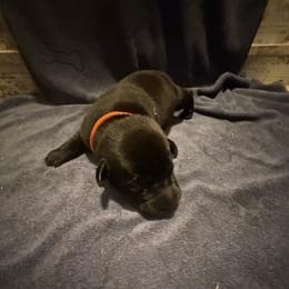 Ash - Black male Labrador Retriever puppy in Carriere, Mississippi from Cajun Water Retrievers