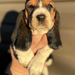 Girl 3 - Brown black and white Basset Hound puppy in Lynchburg, Virginia from Clays Bloodhounds and Bassets