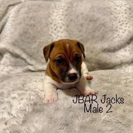 Male 2 - Tri-color male Jack Russell Terrier puppy in Bedias, Texas from JBar Jacks