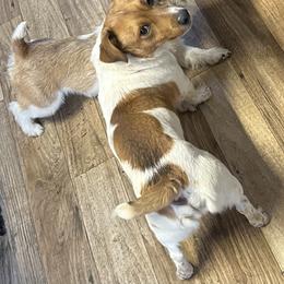 Russell Terrier puppies from Norvell Kennels