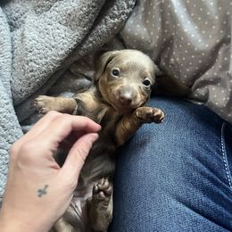 Luna - Fawn (isabella) and tan female Dachshund puppy in Senoia, Georgia from Honey Creek Doxies