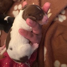 Biscotti - Chocolate and tan male Dachshund puppy in Saint Paul, Minnesota from Vibrant Eyes Doxies