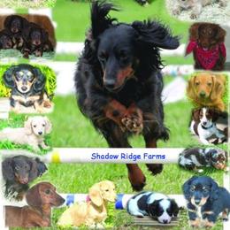 Dachshund Puppies from Shadow Ridge Farms