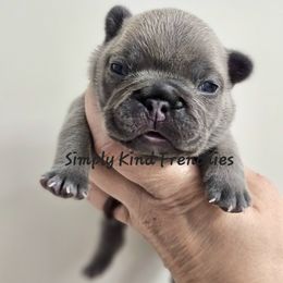 Mokey - Blue fawn female French Bulldog puppy in Overland Park, Kansas from Simply Kind Frenchies