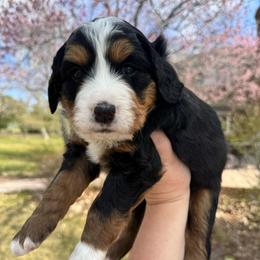 Ozzy - Tri-color male Bernedoodle puppy in Ammon, Idaho from Little Stone Bernedoodles