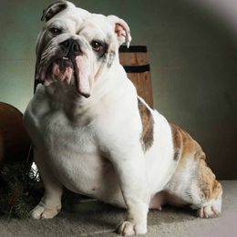 Bulldogs from Zen Bulldogs