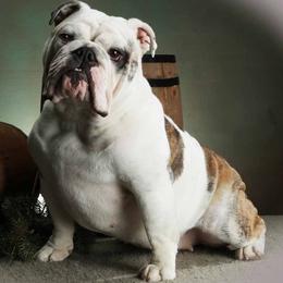 Bulldogs from Zen Bulldogs