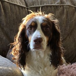 English Springer Spaniels from Chappell Hill Springers