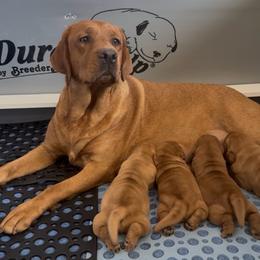 2nd pick girl - Yellow female Labrador Retriever puppy in Littlefield, Arizona from Susan Burkey