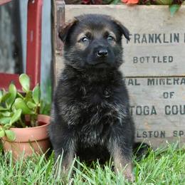 German Shepherd Puppies from Arbeitshunde