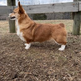 Alice - Pembroke Welsh Corgi