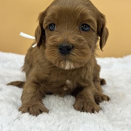 White - Red male Australian Labradoodle puppy in Sacramento, California from Adorable Labradoodle