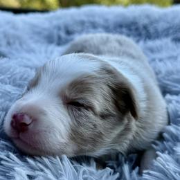 Barney - Red merle male Border Collie puppy in East Ellijay, Georgia from Nine Peaks Border Collies