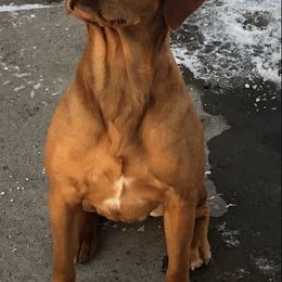 Labrador Retrievers from Sammy G's Gun Dogs