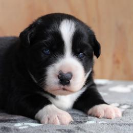 Irene - Black tri female Miniature Australian Shepherd puppy in Daytona Beach, Florida from Underhill Aussies