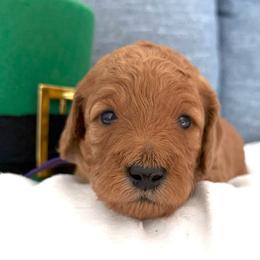 Boy 2 Purple Collar - Red  male Goldendoodle puppy in Toledo, Ohio from Avery Doodle Day LLC