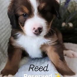 Reed - Tri-color male Bernedoodle puppy in Shiloh, Georgia from Doodle Mountain