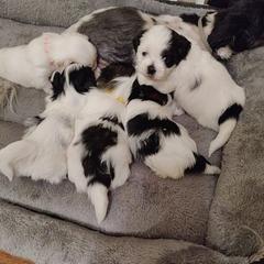 Mal-Shis from Malshiology