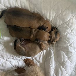 Dachshund and Yorkshire Terrier Puppies from Galaxy Kennel