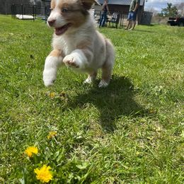 Australian Shepherd Puppies from Quiet Cove Kennels