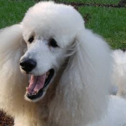 Poodles from Aurora's Standard Poodles