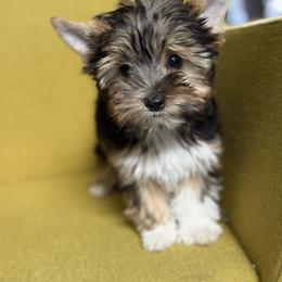 Biewer Terrier Puppies from Olena Niemchynova