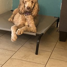 Lucy - Poodle