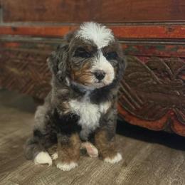 Comet - Blue merle male Bernedoodle puppy in Los Angeles, California from Bernied00dle Love