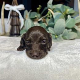 Moose - Chocolate male Dachshund puppy in Washburn, Tennessee from Clinch Mountain Dachshunds