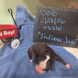 Indiana Jones - Red tri-color male Miniature American Shepherd puppy in Vancouver, Washington from BonDrew's Miniature American Shepherds