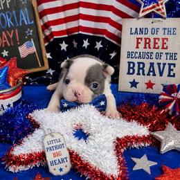 Blue Boy - Blue male Boston Terrier puppy in San Antonio, Texas from JT Bostons