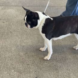 Zeta - Boston Terrier
