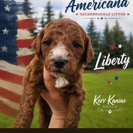 Liberty - Red  female Goldendoodle puppy in Ashton, Idaho from Kerr Kanine Ranch