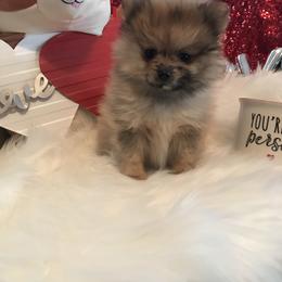 Pomeranian Puppies from Regal Poms