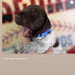 Blue collar - Liver roan male German Shorthaired Pointer puppy in Six Mile, South Carolina from The Proper Pointer Co.