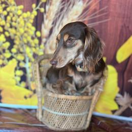 Theo - Dachshund
