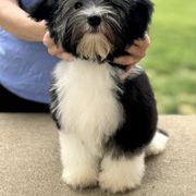 Lowchen puppies from Willowcreek Kennel