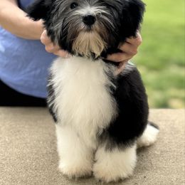 Lowchen puppies from Willowcreek Kennel