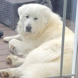 Thor - Great Pyrenees
