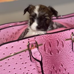 Morkie Puppies from Pink Purse Designer Breeds