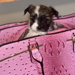 Morkie Puppies from Pink Purse Designer Breeds