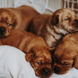 Labrador Retriever Puppies from Landon J Farms Labrador Retrievers