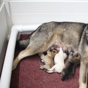 Hokkaido puppies from Kaiju Kennels