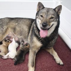 Hokkaido puppies from Kaiju Kennels