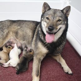 Hokkaido puppies from Kaiju Kennels