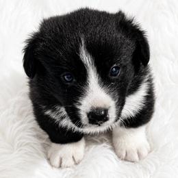 Cody - Black and white male Cardigan Welsh Corgi puppy in Kerens, West Virginia from Leather & Lace