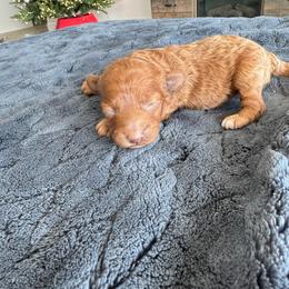 Blaze - Red  male Poodle puppy in Queen Creek, Arizona from Prestigious Toy Poodles