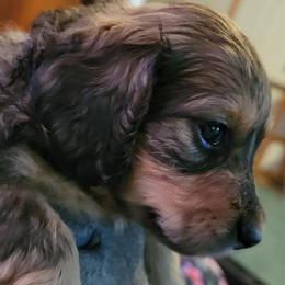 Dachshund Puppies from CLARK'S BREEDING PROGRAM
