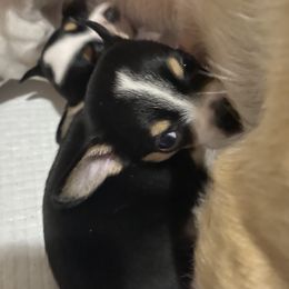 Boy 4 - Chihuahua puppy in Canton, Texas from Heavenly Chihuahua
